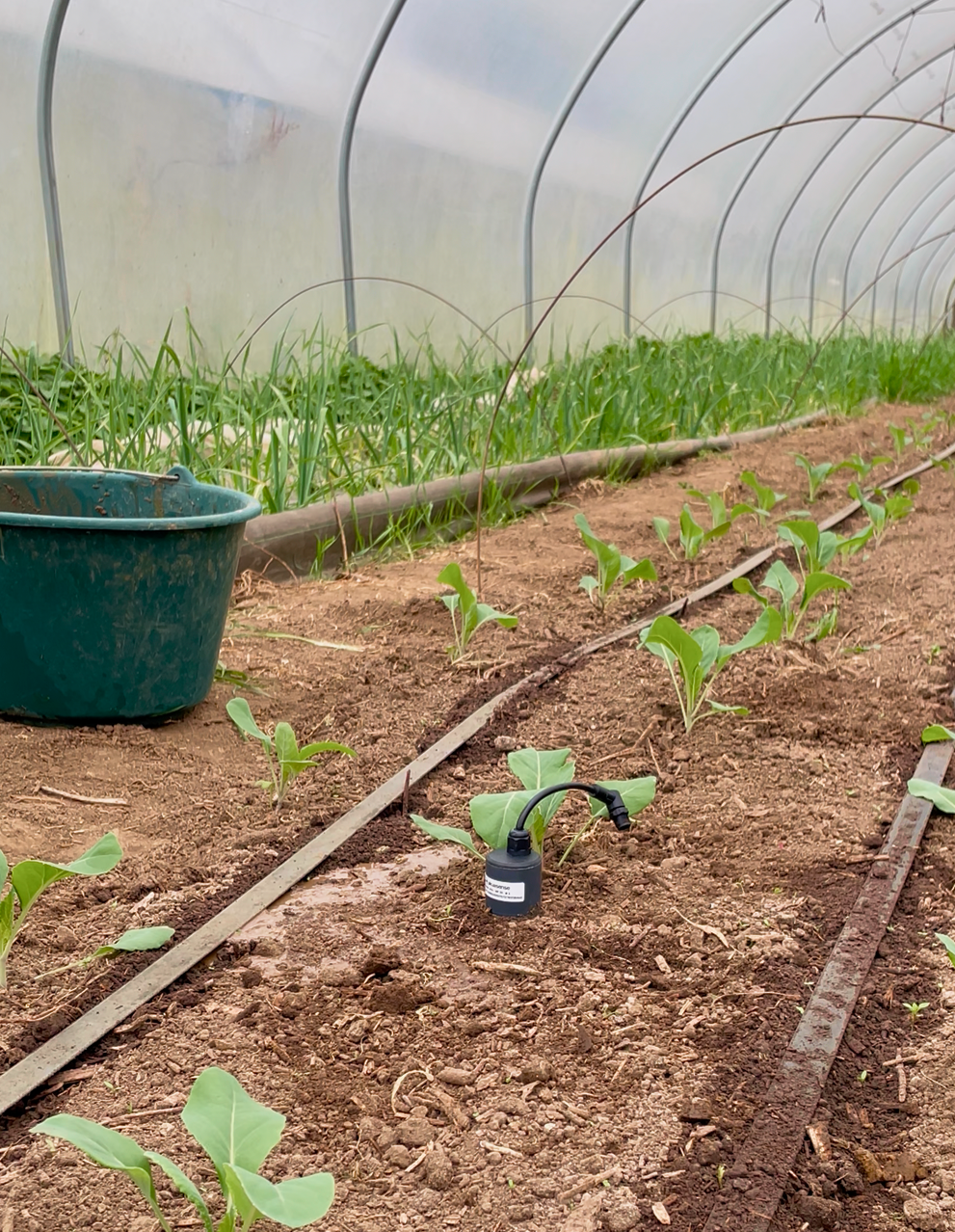 Sonde installée dans la parcelle